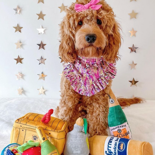 Haute Diggity Dog